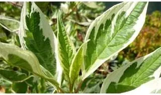 Bare Root Shrubs