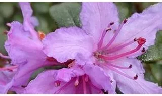 Azalea plants for containers