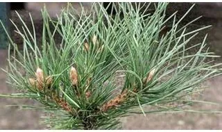 Conifer plants for containers