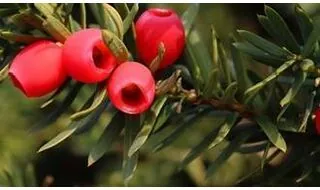 Conifer plants with berries