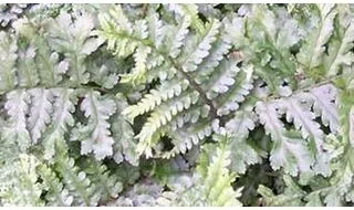 Fern plants for containers