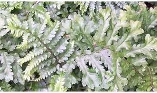 Fern plants for rockery