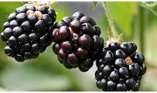 Fruit plants with berries