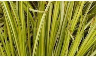 Grass plants for rockery