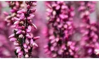 Heather plants for rockery