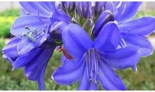 Perennials for a container