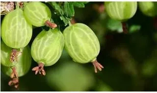 Plants for containers with berries