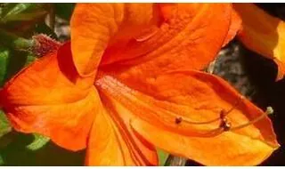 Rhododendrons for containers