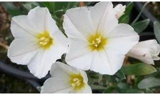 Shrubs for rockery