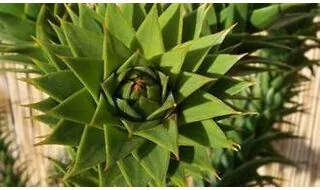 Slow growing conifer plants