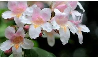 Abelia