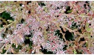 Actaea plants