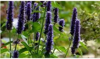 Agastache plants