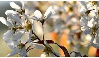 Amelanchier