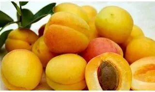 Apricot fruit trees