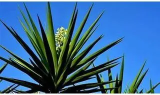 Architectural grass plants