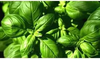 Basil plants