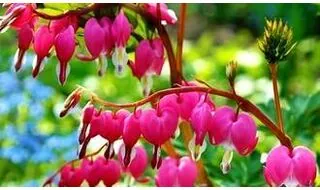 Bleeding heart perennial plants (Lamprocapnos)