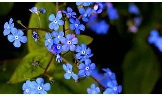 Brunnera