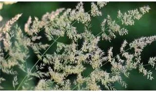 Calamagrostis plants