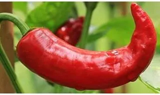 Chilli Pepper Seeds