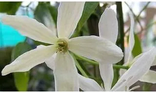 Climbing plants for an east facing wall