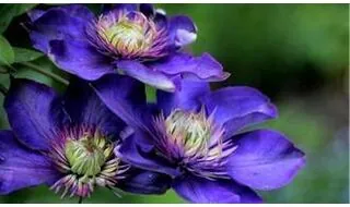 Climbing plants with blue flowers