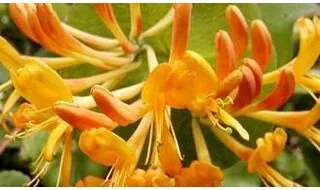 Climbing plants with orange flowers