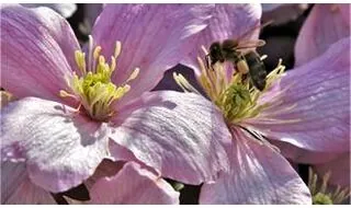 Climbing plants with pink flowers