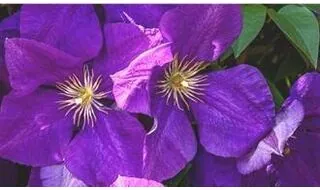 Climbing plants with purple flowers