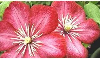 Climbing plants with red flowers