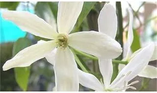 Climbing plants with white flowers