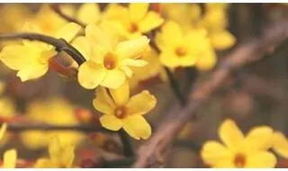 Climbing plants with yellow flowers