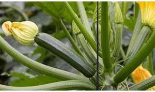 Courgette Seeds