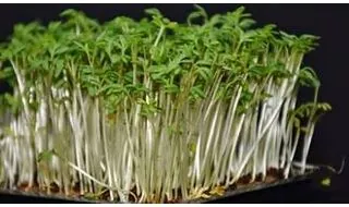 Cress Seeds