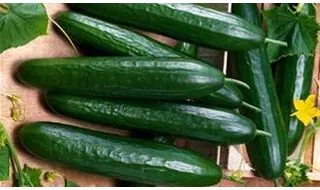 Cucumber Seeds