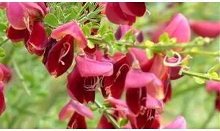 Cytisus