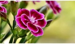 Dianthus plants