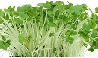 Easy to Grow Vegetable Seeds