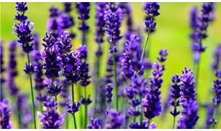 English lavender (Lavender angustifolia)