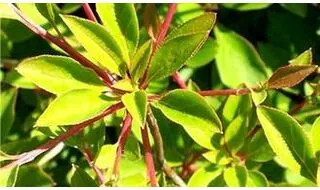 Enkianthus plants