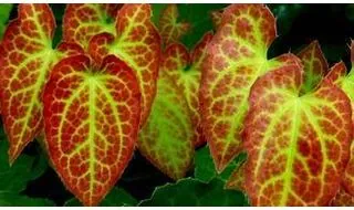 Epimedium plants