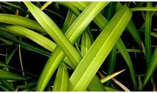 Evergreen grass plants