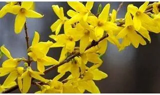 Forsythia plants