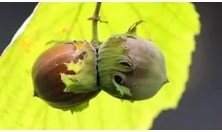 Hazelnut trees