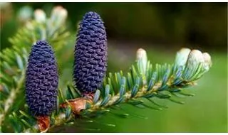 Large mature conifer plants