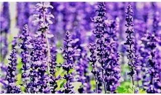 Lavender herb plants