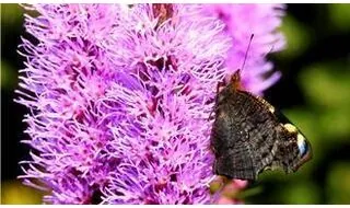 Liatris plants