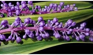 Liriope plants