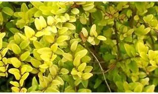 Lonicera shrubs (shrubby honeysuckle)